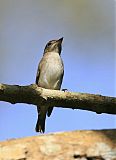 Asian Brown Flycatcher